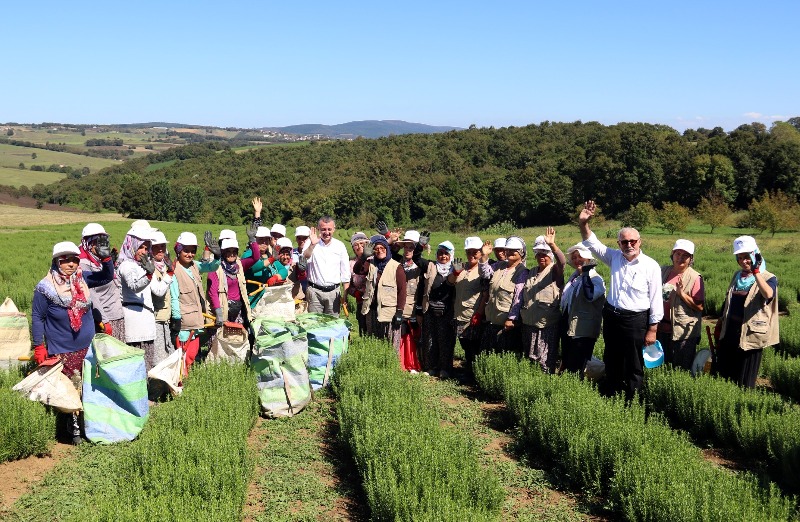 Tıbbi Aromatik Bitkiler alanında Kocaeli'de büyük adımlar