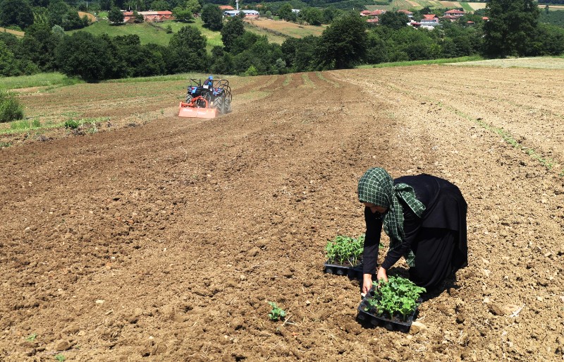 Karpuz tohumları toprakla buluştu