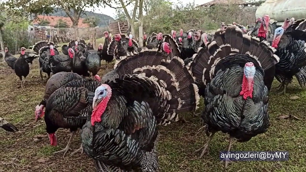 yavuz yıldırım kandıra hindisi video
